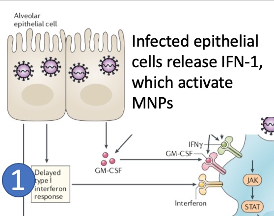 (1) Direct infection of lung cells by SARS-CoV-2 via ACE2 activates innate immune sensors and the release of type 1 interferons (IFNa, INFb), which can activate MNPs by binding to the IFN receptor.