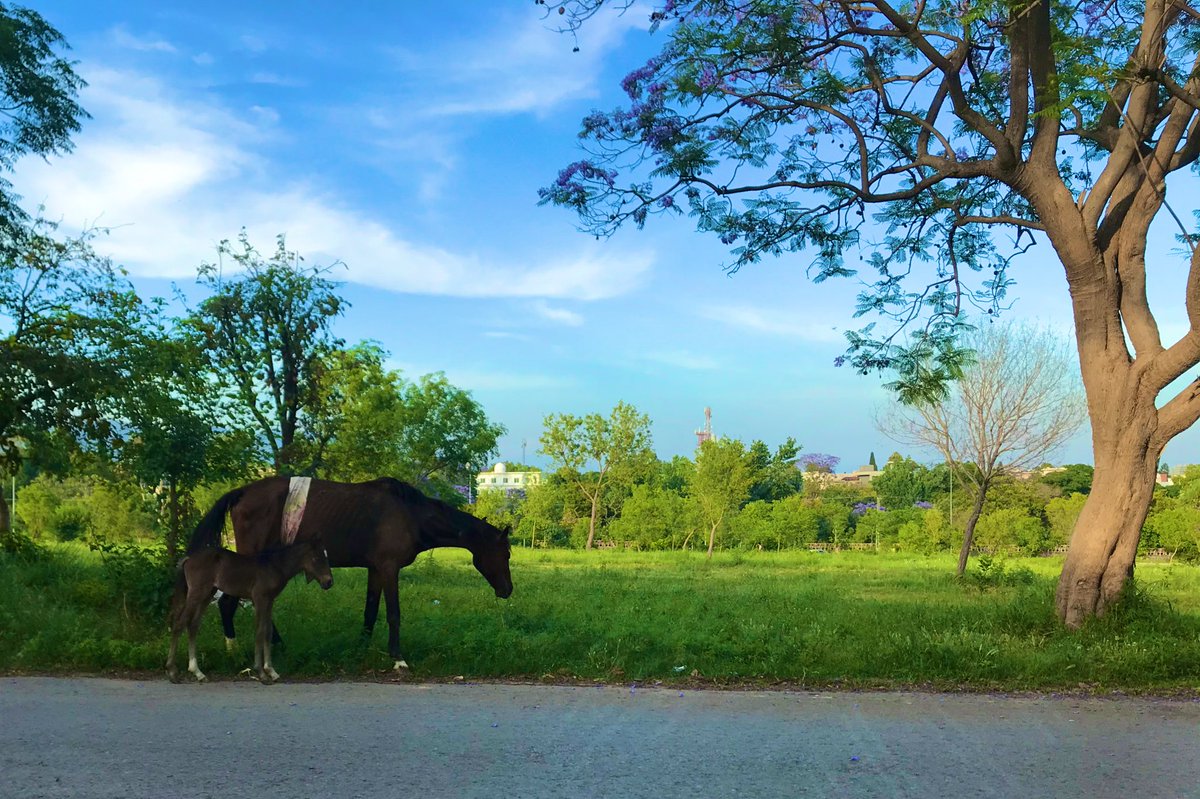 Youmaneh1's tweet photo. So many purple flowers everywhere! And we got to see a mama horse and her foal 😍 been missing Dubai but so grateful for beautiful Islamabad! https://t.co/Cql6vZfkmj
