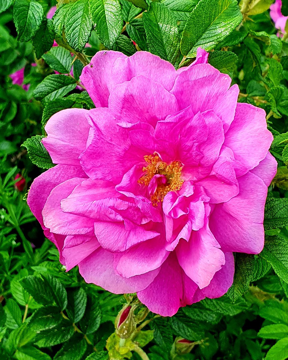 AGattung's tweet photo. Schönen Samstag....🌸☘🌸
.
#alexandragattung #fotografie #FOTOS #photooftheday #PHOTOS #photographer #NaturePhotography #natural #blumen https://t.co/AbTKgXf9h6