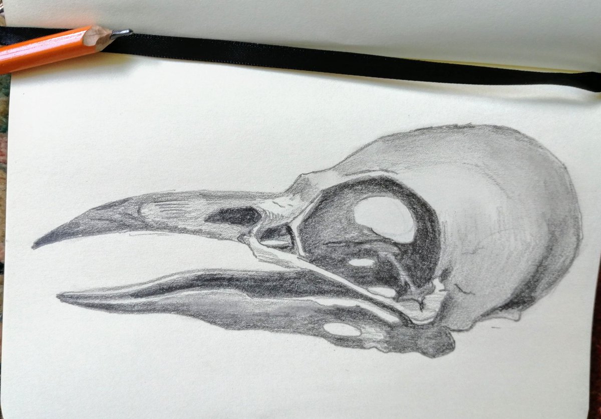 sodelafo's tweet photo. I had a hankering to draw a bird skull this morning. Not sure why. 🤔
#sketchbook #sketch #pencil #raven #crow #corvid #skull #anatomy #art #arttherapy #wellbeing #manchester #Stockport #mentalhealth #reddish #dmc #artismedicine #community #Arc #KeepingUsTogether @arccentre https://t.co/PzB1rvV6m0