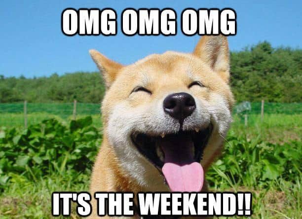 Happy Spa Dogs tweet media