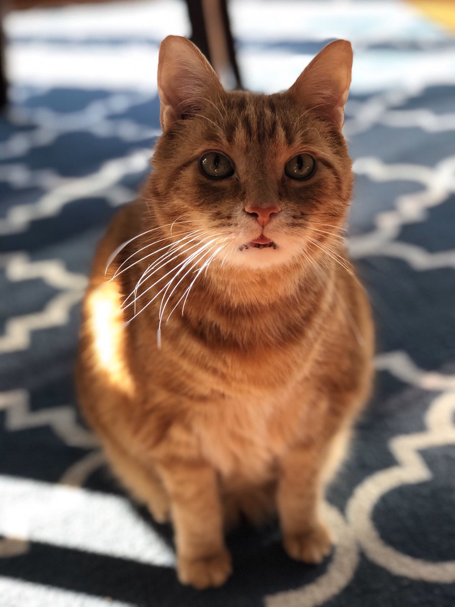 BluegrassBrooks's tweet photo. #GeorgeCat kind of morning ❤️ https://t.co/HHYM0zyKJL