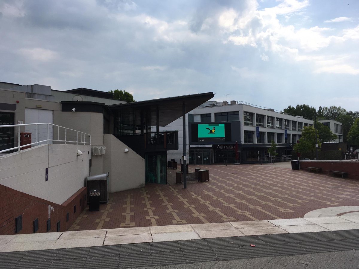 Rolf the University of Warwick Campus Cat tweet media