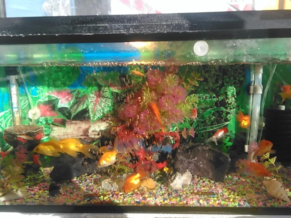 Rakı şişesindeki balık misali