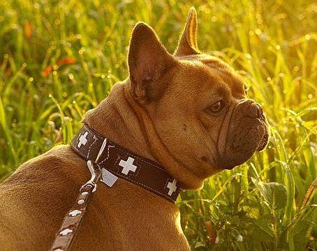 StyliDog's tweet image. Hello tout le monde 😃 !! J'espère que vous passez un bon week-end 🙏 J'ai publié un nouvel article sur mon blog !  Top 10 des laisses les plus tendances de cette saison 🌼
Je t'invite à lire l'article sur mon blog 😍
Styledogs.fr 🐾
#chien #chienheureux  #chiots #pets