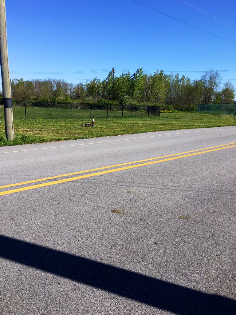 MrsEYeager's tweet photo. I’m not sure if you can see the goose standing at attention, but he made this mornings run a bit more interesting by chasing me, hissing & flapping down the road, this photo was taken when I had to run back past them, I stayed further away on the return #runfaster #natureattacks https://t.co/RyyqUD3MDS