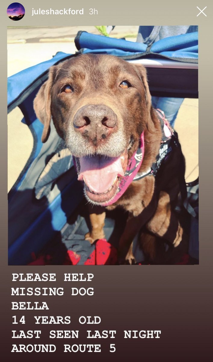 taylorizzo's tweet photo. RETWEET RETWEET, help my Jules find her pup! Last seen on Route 5 last night!!!! https://t.co/ZSzuFVs7rf