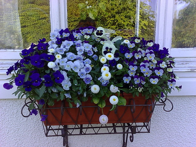 teamhaig's tweet photo. Additional Flower Ideas for your Patio https://t.co/EVFT43y3er