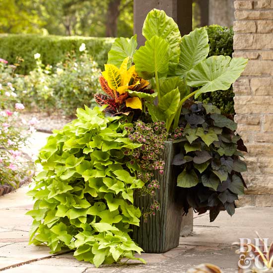 teamhaig's tweet photo. Additional Flower Ideas for your Patio https://t.co/EVFT43y3er