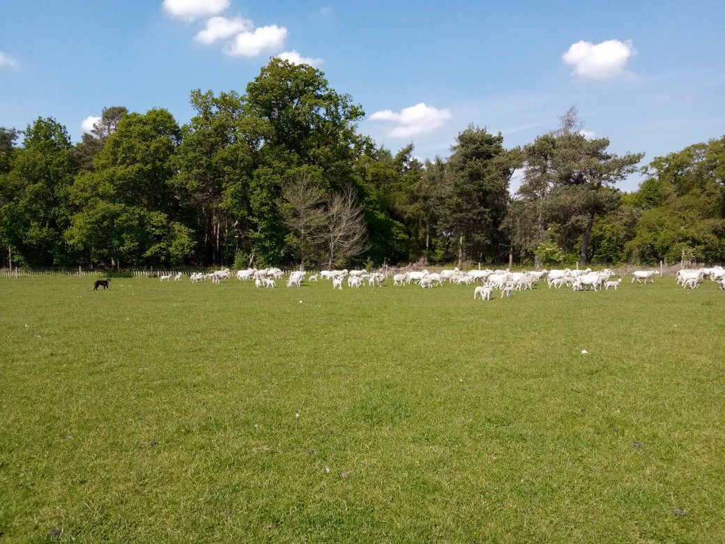 SheepLeepLtd's tweet photo. A hot couple of days contract tailing lambs.  Lucky for #StockDog Nells there were plenty troughs to cool off in. 

#ContractShepherd #Romney #Sheep365 #ContractShepherd https://t.co/eGEpZanmDg