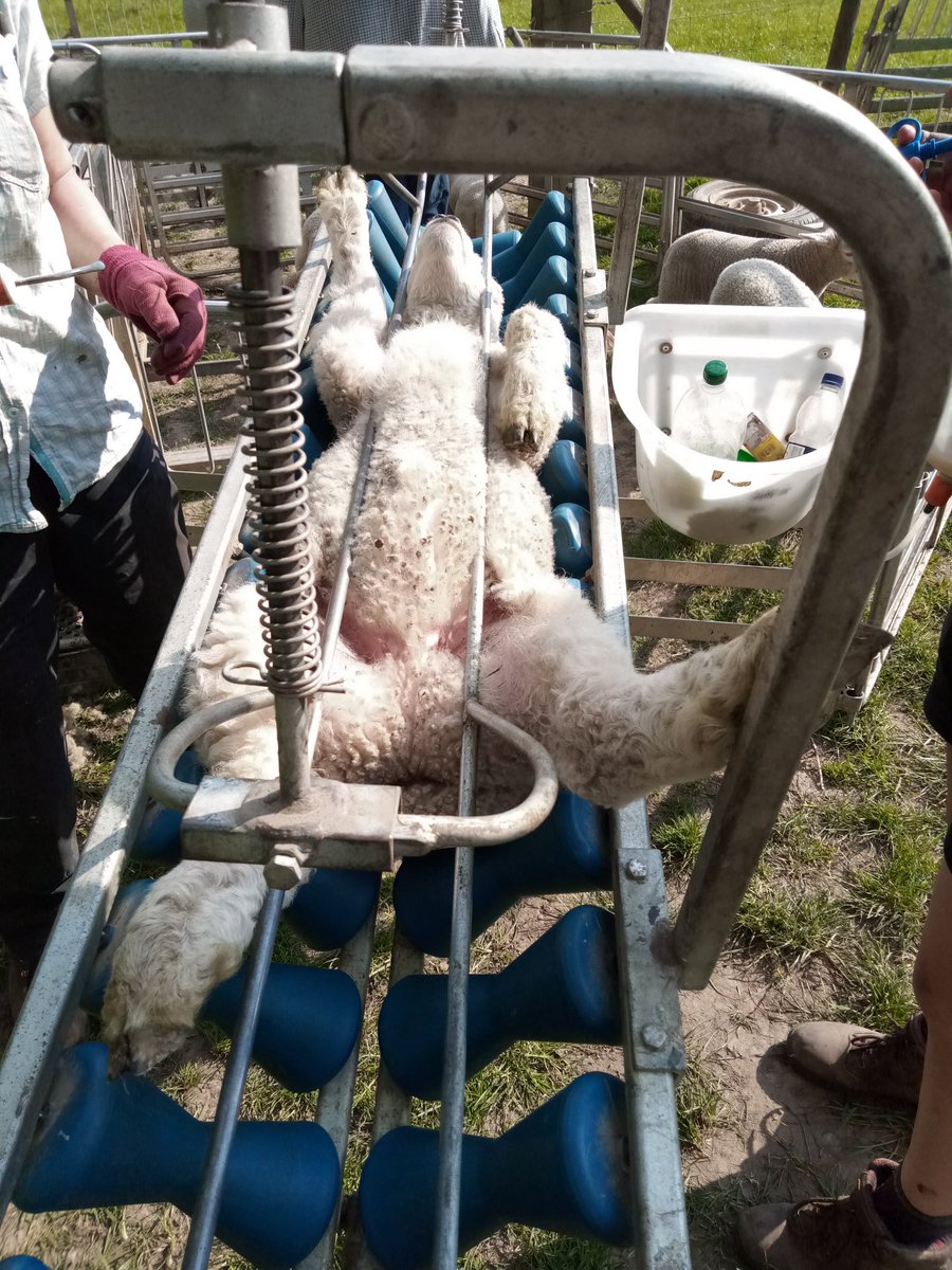 SheepLeepLtd's tweet photo. A hot couple of days contract tailing lambs.  Lucky for #StockDog Nells there were plenty troughs to cool off in. 

#ContractShepherd #Romney #Sheep365 #ContractShepherd https://t.co/eGEpZanmDg
