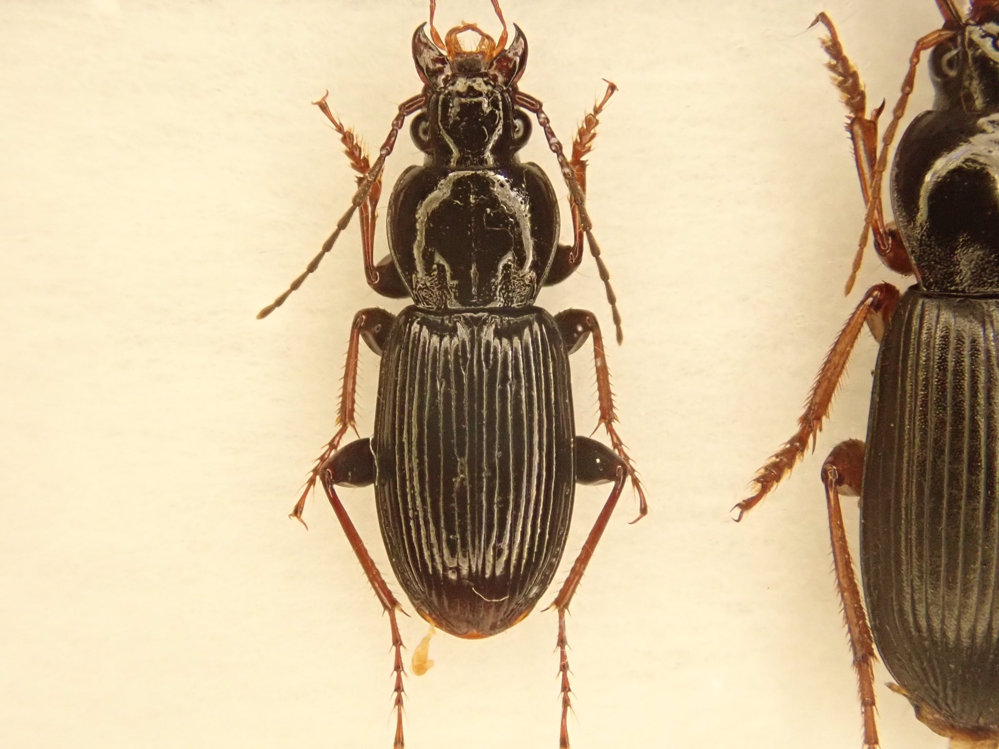 ラオス切手 甲虫 昆虫 王国 1968 全5種 NH オオルリ玉虫 ລາວラーオ 日本の昆虫切手