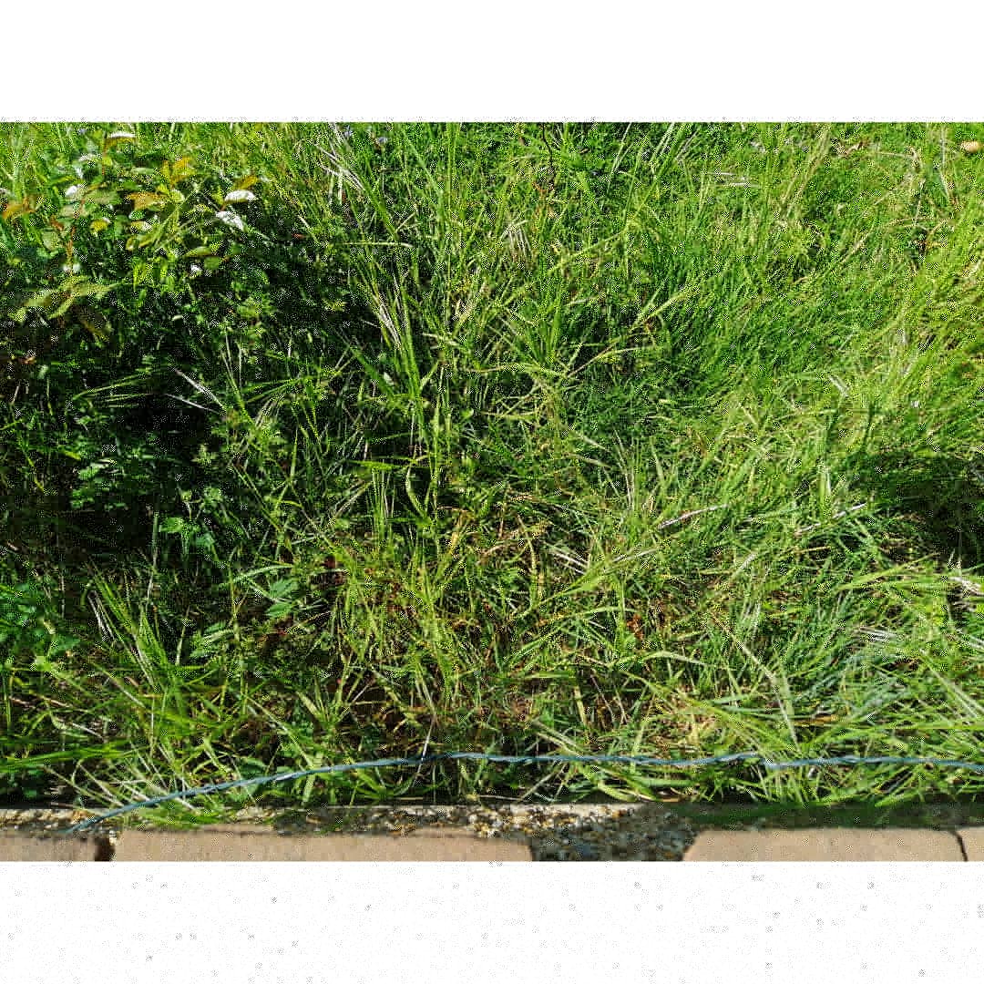 na_okon's tweet image. Tackle weeds which have been taken over the front boarder. 🛡️⚔️ #fourdaysproject 
#willcomeback
#garden
#weeding
#patience
#satifying
#最後は無表情
