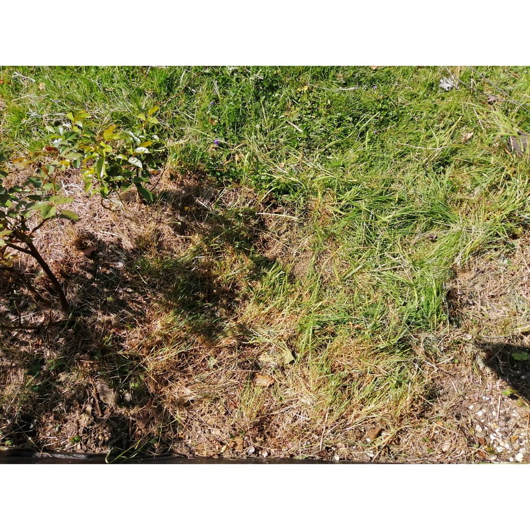 na_okon's tweet image. Tackle weeds which have been taken over the front boarder. 🛡️⚔️ #fourdaysproject 
#willcomeback
#garden
#weeding
#patience
#satifying
#最後は無表情