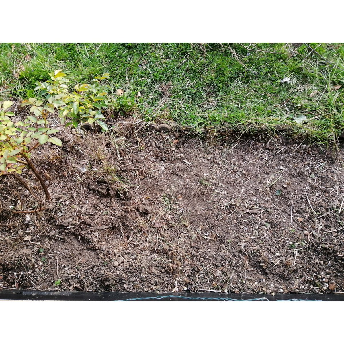 na_okon's tweet image. Tackle weeds which have been taken over the front boarder. 🛡️⚔️ #fourdaysproject 
#willcomeback
#garden
#weeding
#patience
#satifying
#最後は無表情