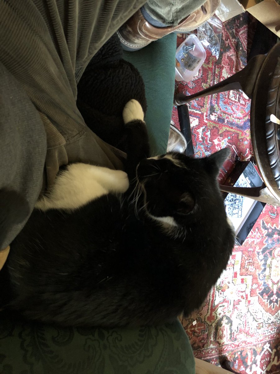 aquestingvole's tweet photo. I should go type up some more manuscript.  But I have been #catted. https://t.co/VcYmgLVNEX