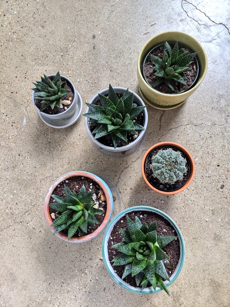 Repotting day!