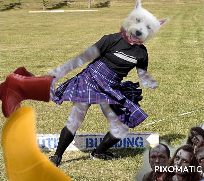 #zzst #ZSHQ <a href="/RooRadley/">Roobie, Radley & Rozie WestieGreenHQ</a> @LordBiddy <a href="/Helen09Porter/">Finlay the Westie & his Mom</a> Hey Yoos Guys look Archy Tossing the caber, Roobie wangling Dem Wellies but hey is dem Zombies watching 😱😱😱