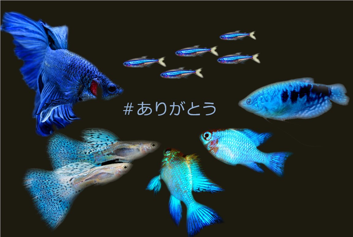 ট ইট র 公式 ジェックス Gex Aquarium 青い淡水魚はあまりいないのですが 集まってもらいました 今この瞬間も頑張ってくれている皆様に感謝です コロナにまけるな コロナと戦うあなたに感謝を