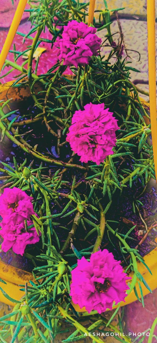 AeshaGohil's tweet photo. Flower 🥀🌺
#flowersturk #rsa_nature #kings_flora #flowerporn #incredibleindia #indiagram #storiesofindia #androidography #androidnesia #androidinstagram #instagram #indiaclicks #oneplusindia #oneplus6t #oneplus #colorful #india #gujarat #flower
https://t.co/Zh3eyeoqJY https://t.co/8EkBFj5p8t