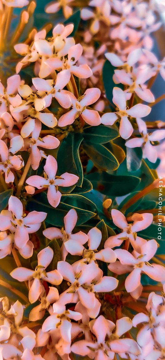 AeshaGohil's tweet photo. Flower 🥀🌺
#flowersturk #rsa_nature #kings_flora #flowerporn #incredibleindia #indiagram #storiesofindia #androidography #androidnesia #androidinstagram #instagram #indiaclicks #oneplusindia #oneplus6t #oneplus #colorful #india #gujarat #flower
https://t.co/Zh3eyeoqJY https://t.co/8EkBFj5p8t