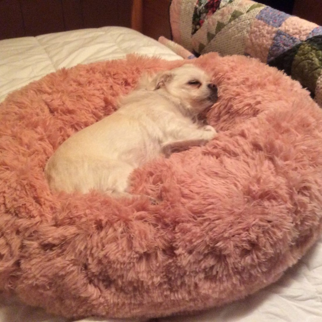 jullymart dog bed