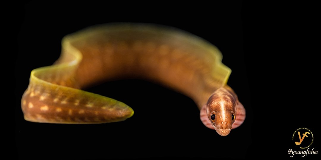 youngfishes's tweet photo. Who can identify this species? @CoralReefFish, @FishGuyKai or @gobysimon maybe? This is a juvenile moray eel from #Moorea island, most probably a Gymnothorax, but which species? #TinyFish #coralreeffish #fish #fishsci #nature #naturephotography #macrophotography https://t.co/IMnRRALrgy