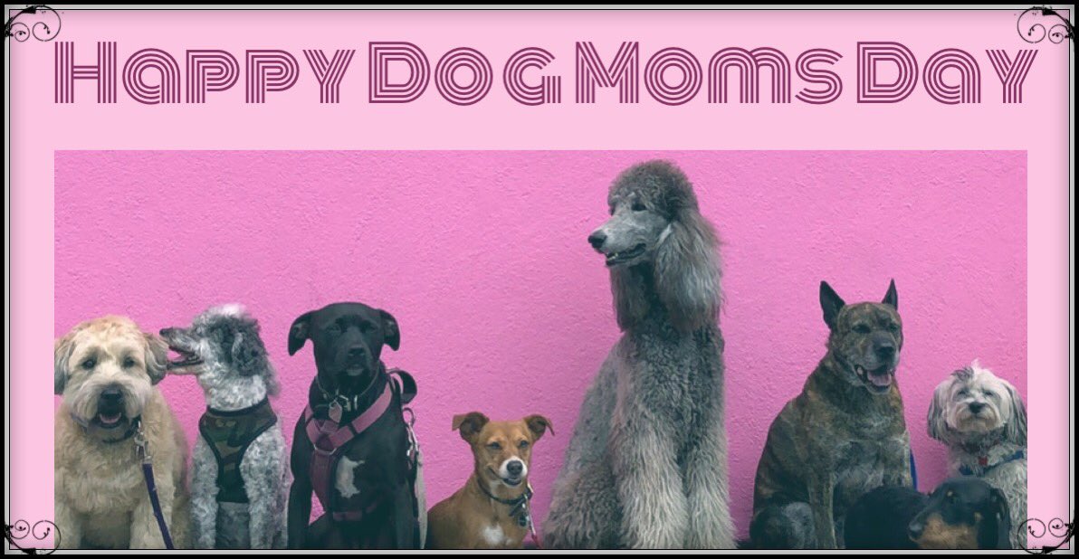 ChowAndTabby's tweet photo. Happy #dogmoms day! Celebrating all the mother of puppers this weekend! #chowandtabby #dogmomsquad #weruninpacks #omiswherethewoofis #dogsquad #squadgoals #ilovedogs https://t.co/0oP9TpG1Jo
