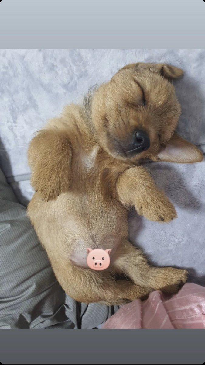 _h1109m_'s tweet photo. 모모&amp;부 잘자요 too 🥰🌙

#트와이스 ⁠#모모 #TWICE ⁠#MOMO #トゥワイス #モモ https://t.co/o52AhEaxfq
