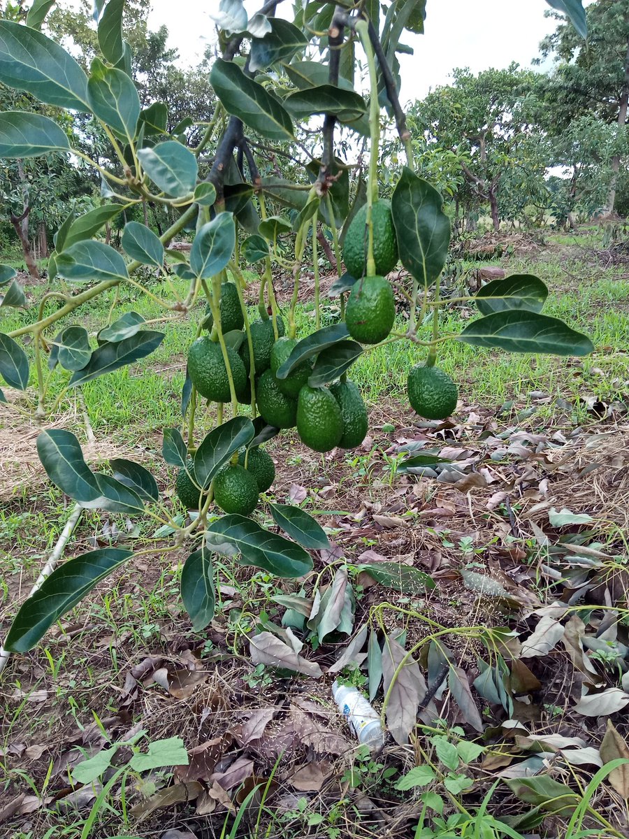 LtdWoodfarm's tweet photo. This a joy to every farmer, #Fruitsofmylabour, let's keep it green with #fruittrees for #ClimateAction #HealthyEating #goodimmunity #Treesaresacred #Naturebasedsolutions with @ImaitaRaphael https://t.co/wU9KgdCGb3