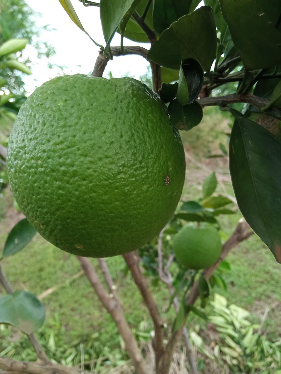 LtdWoodfarm's tweet photo. This a joy to every farmer, #Fruitsofmylabour, let's keep it green with #fruittrees for #ClimateAction #HealthyEating #goodimmunity #Treesaresacred #Naturebasedsolutions with @ImaitaRaphael https://t.co/wU9KgdCGb3