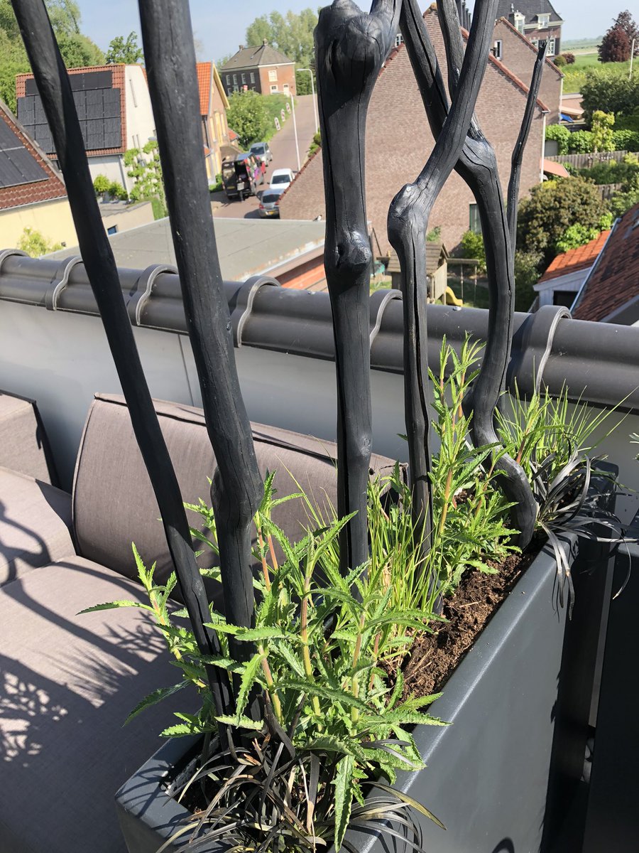 TuinenBuiten's tweet photo. Super balkon gemaakt te #Druten #gardendesign #genieten https://t.co/AMZsUhmLsR