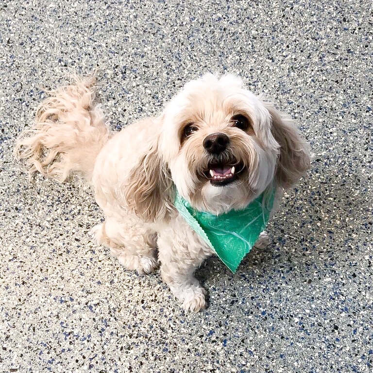 AMHCharlotte's tweet photo. Arnold showing off after his bath 🤩😍 https://t.co/OI8Wp7UL55
