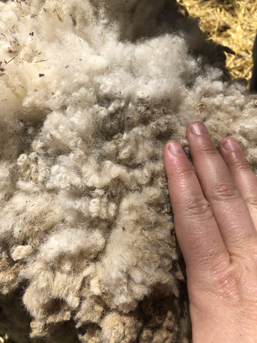 I am told his wool has “great crimp.” So, uh, fiber people, be impressed.