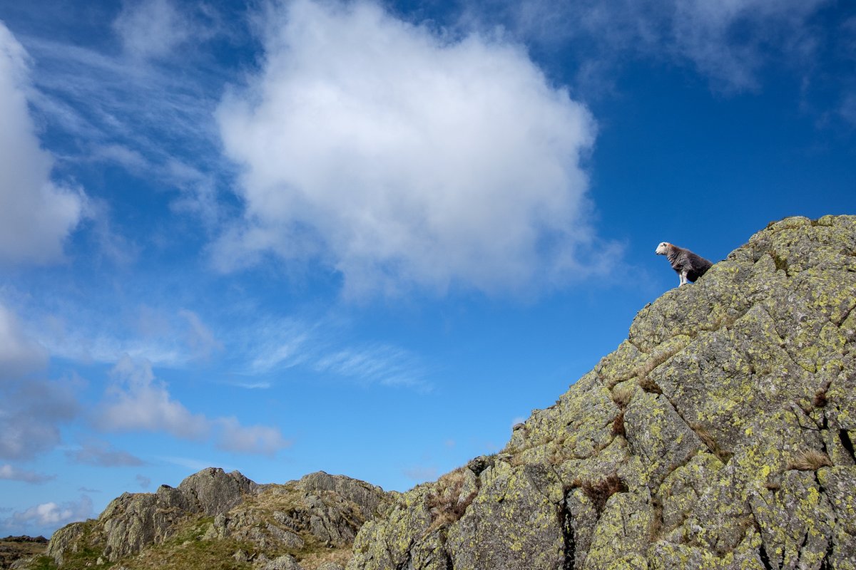 In the absence of Eskdale tup show today, I thought I'd do a repeat of last years for the sheep geeks, so here's a wee thread.With an early start (and the benefit of a not-Bank Holiday weekend) the road over Hardknott isn't too busy. At the top, look out for the guardsheep