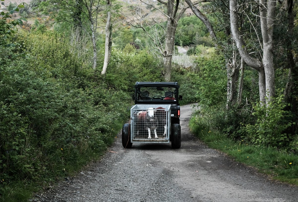 Still, I got the shot I had in mind anyway, of their pristine tups in their carriage heading up the lane to the show