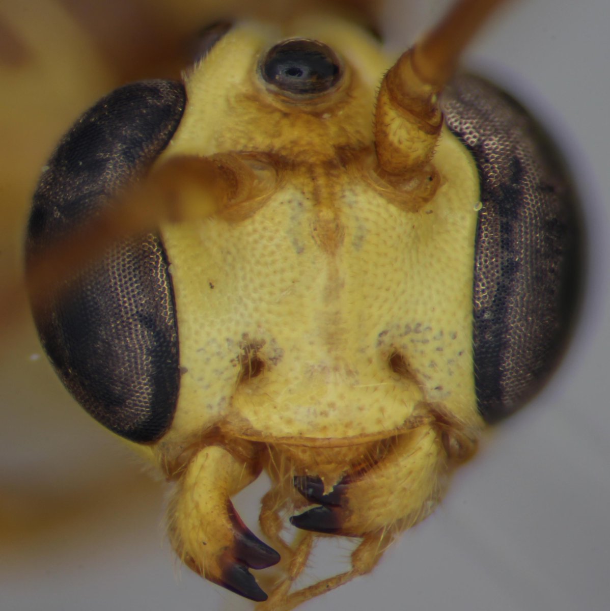 Enicospilus also have very narrow mandibles. Compare Enicospilus repentinus (left, or top) with Ophion minutus.