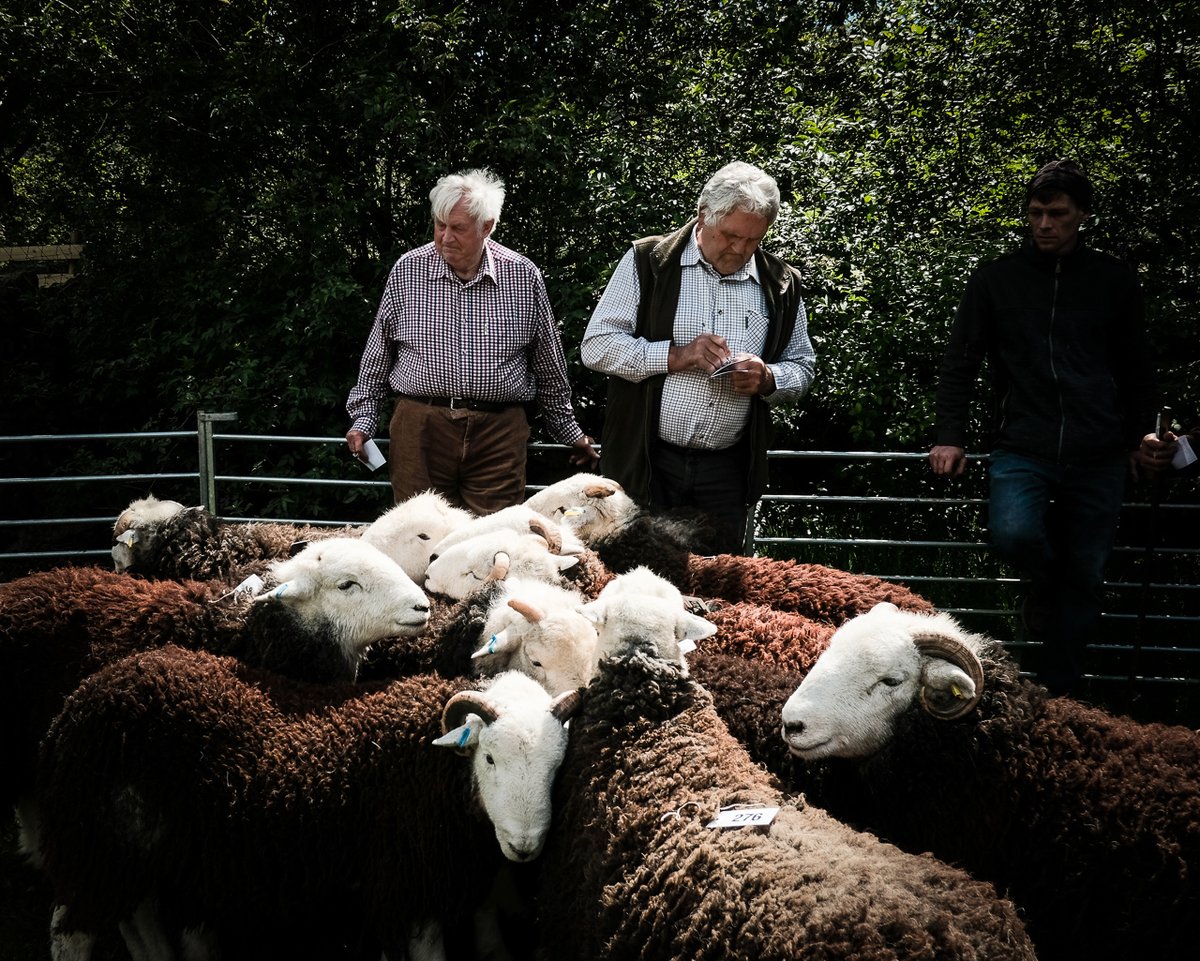 Here, for instance, are renowned Herdy breeders Mayson Weir and George Harryman considering their entries