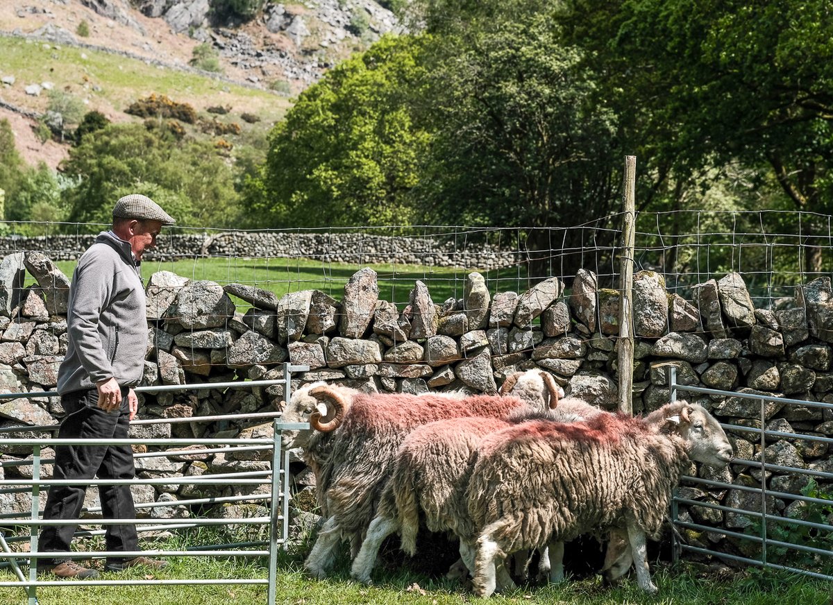 On, then, to the competition proper. Glenn Wilkinson judged last year, and if there's anybody knows one end of a Herdwick from t'other, it's Glenn. This was back in the pre- @herdwicktweed cap days, so he was still wearing Old Faithful at the time