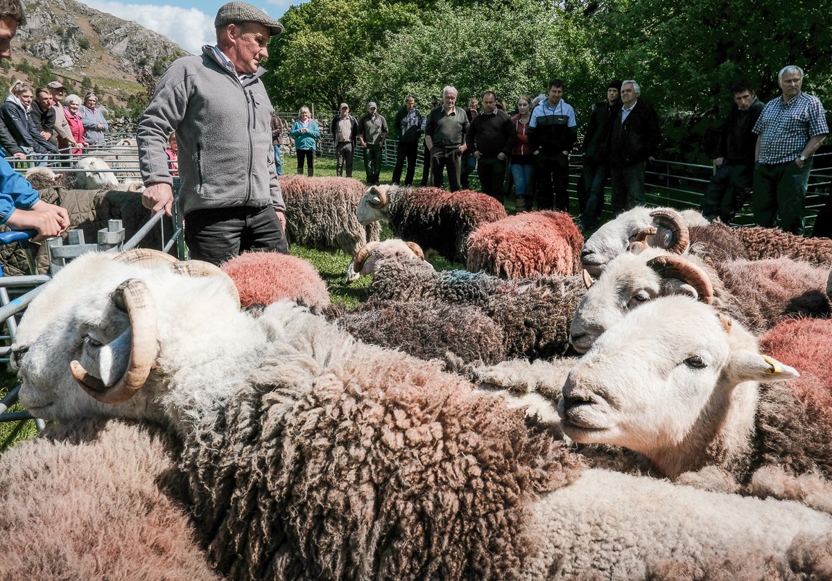 On, then, to the competition proper. Glenn Wilkinson judged last year, and if there's anybody knows one end of a Herdwick from t'other, it's Glenn. This was back in the pre- @herdwicktweed cap days, so he was still wearing Old Faithful at the time