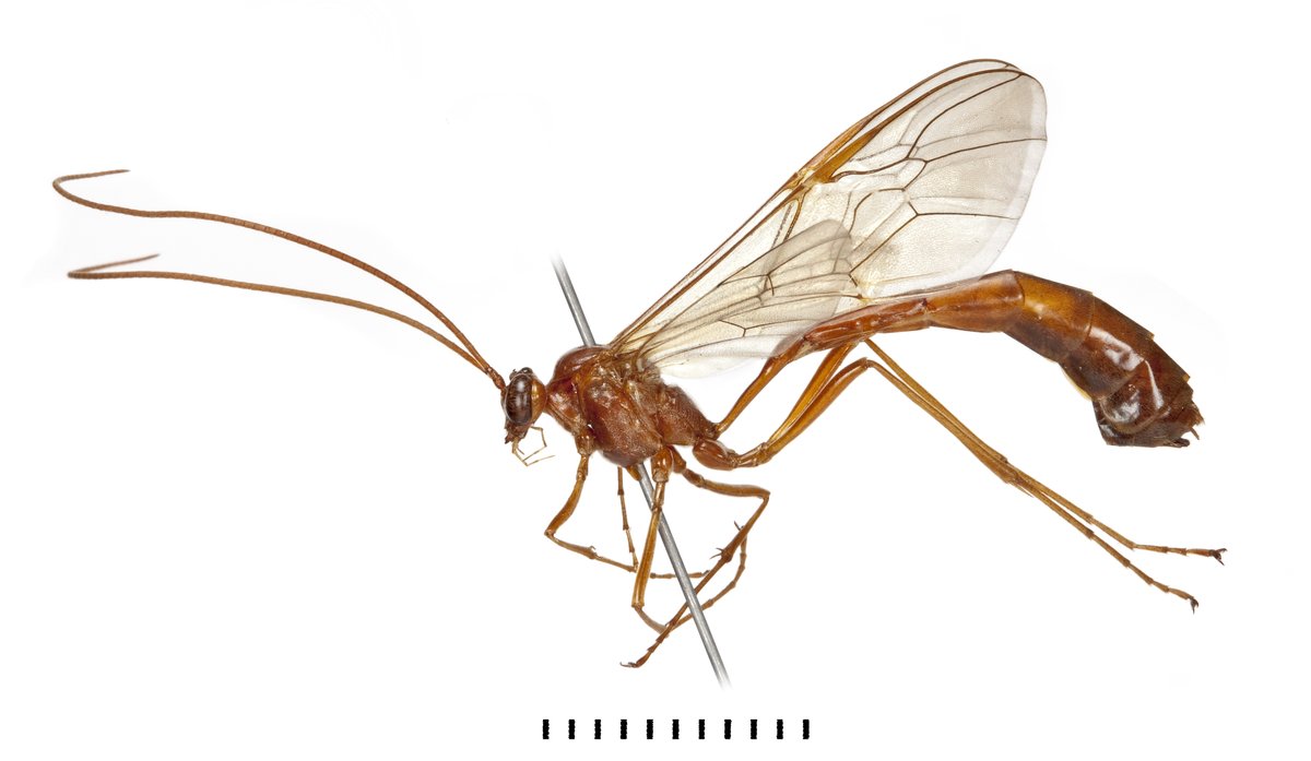 Two Enicospilus are very large (body length a little over 2cm) and have a fenestra lacking sclerites, together with a very wavy vein 2r&RS. These are E. inflexus and E. undulatus, which are parasitoids of lasiocampid moths, Eggars.