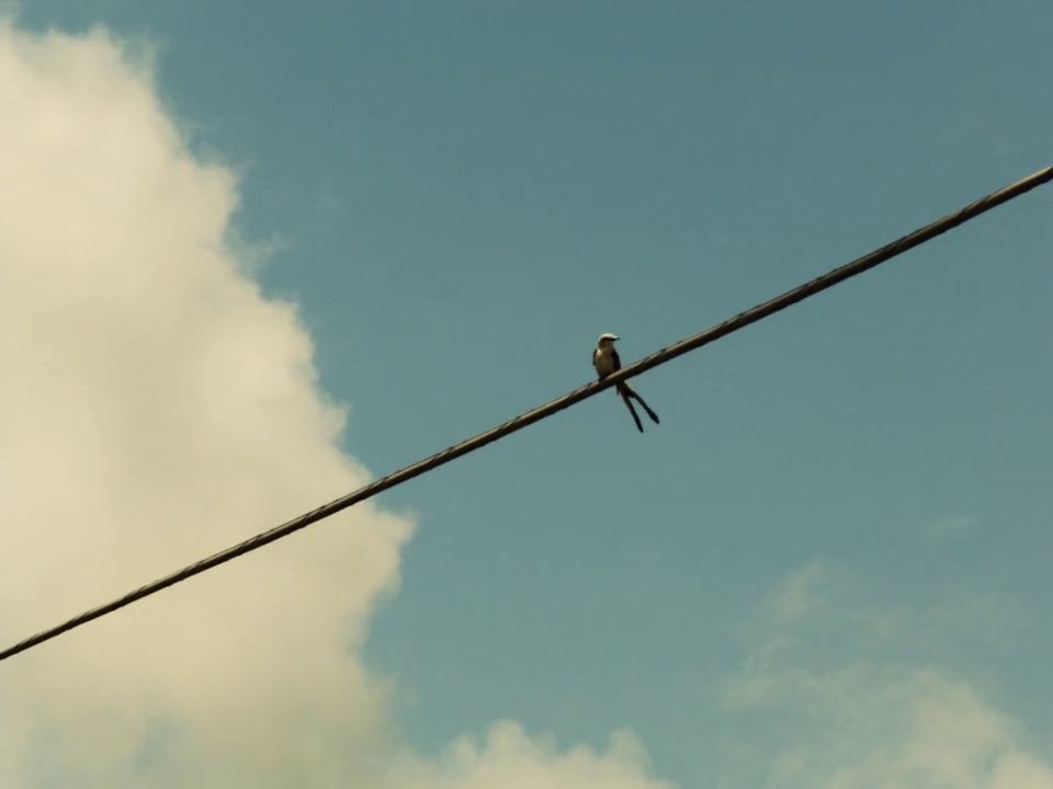 wondersoffilm's tweet photo. AMERICAN HONEY (2016)
dir. Andrea Arnold https://t.co/KvRIhnP106
