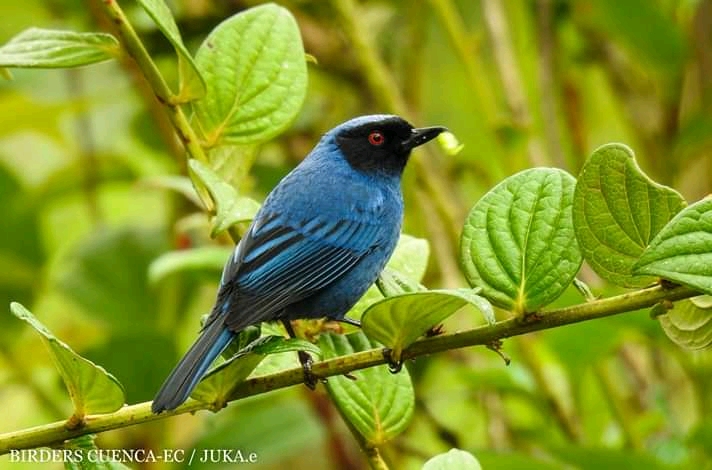 Visit Cuenca Ecuador on Twitter: de aves en Parque Nacional Cajas #Cuenca #Ecuador 📸 Edy Juca - BirdersCuenca Ec #GlobalBigDay 🐦Violet Throated Metaltail (Endémico) https://t.co/QyGX8uEPU0" / Twitter