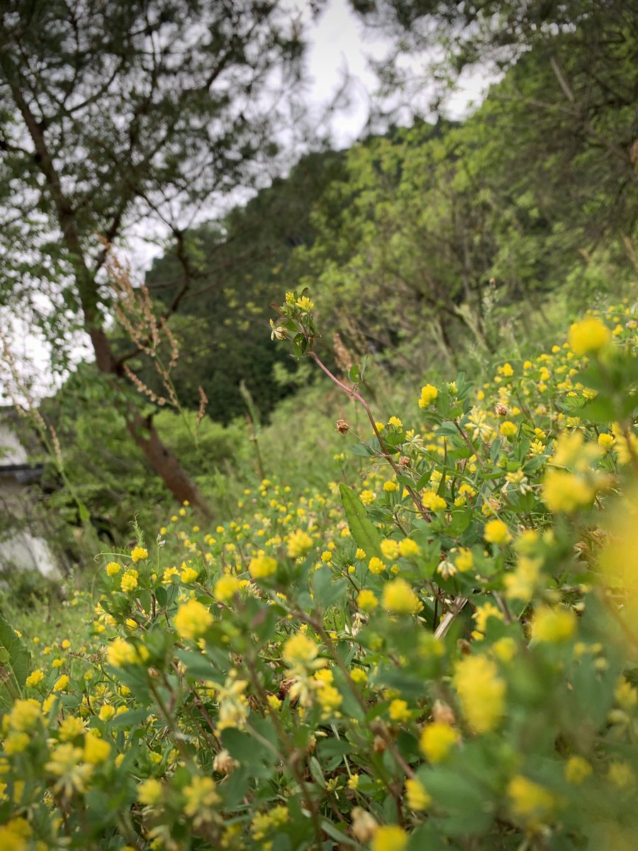 horagueri's tweet photo. 山里も春から、夏の景色へ。
#岐阜県 #関市 #武芸川町 #寺尾 #gifuphoto https://t.co/UMyiSU5C15