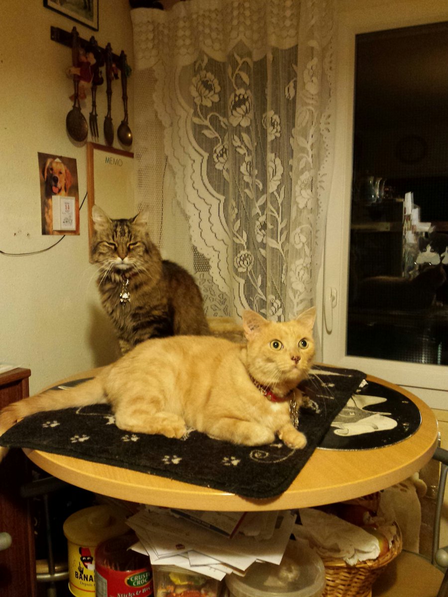 GESTCANOU801's tweet photo. voila le même que le tien je les appelé Frenchy est son frère Mitchell https://t.co/V9OteYgmTA