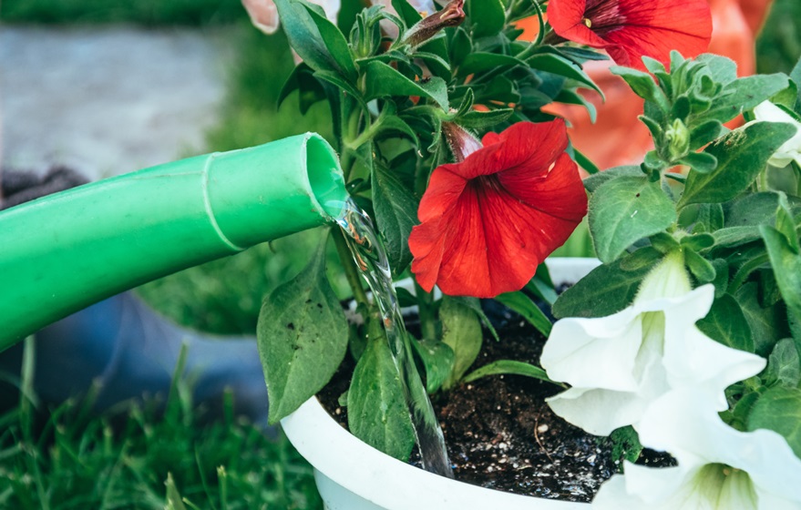 MarieOptimhome's tweet photo. En #matière d’arrosage, mieux vaut prévenir que guérir ! #Plantes https://t.co/6G22WPaemV https://t.co/Dj94HEEEdg