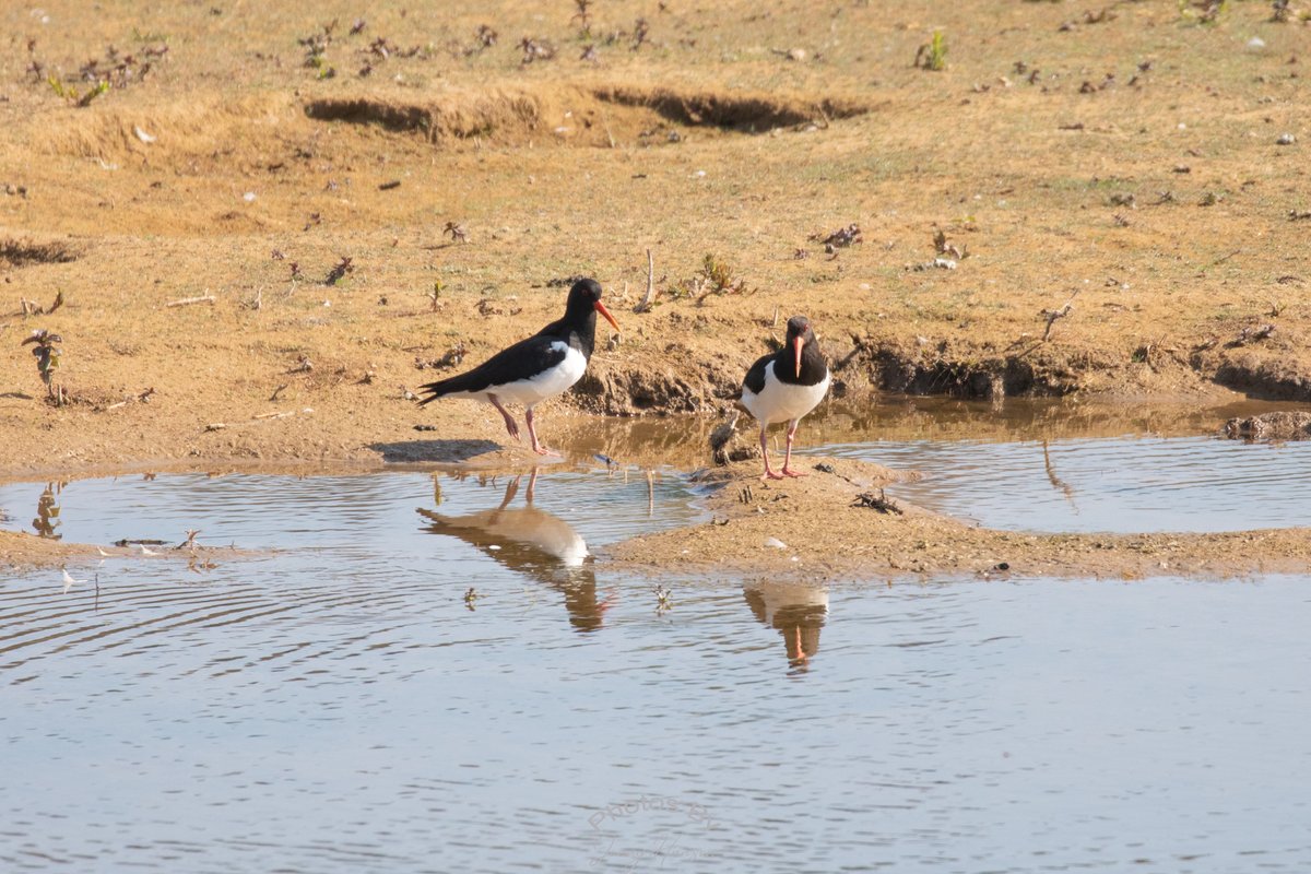 JennyAmwell's tweet photo. A couple of Oystercatchers having a paddle today at HMWT Amwell. @HMWTBadger #amwell #oystercatcher #rspb #hertsbirds #birdphotography #birds #hmwt #amwell #birds @Hertsbirds @AmwellBirding https://t.co/QLs5sSaMh7