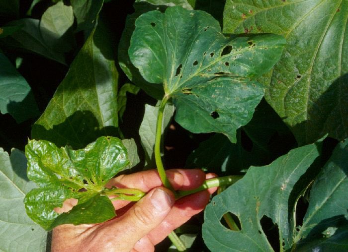 🌱 ثريد 🌱ينقل لكم ابرز دلالات نقص العناصر الغذائية في النبات https://t.co/o13D9QGob5