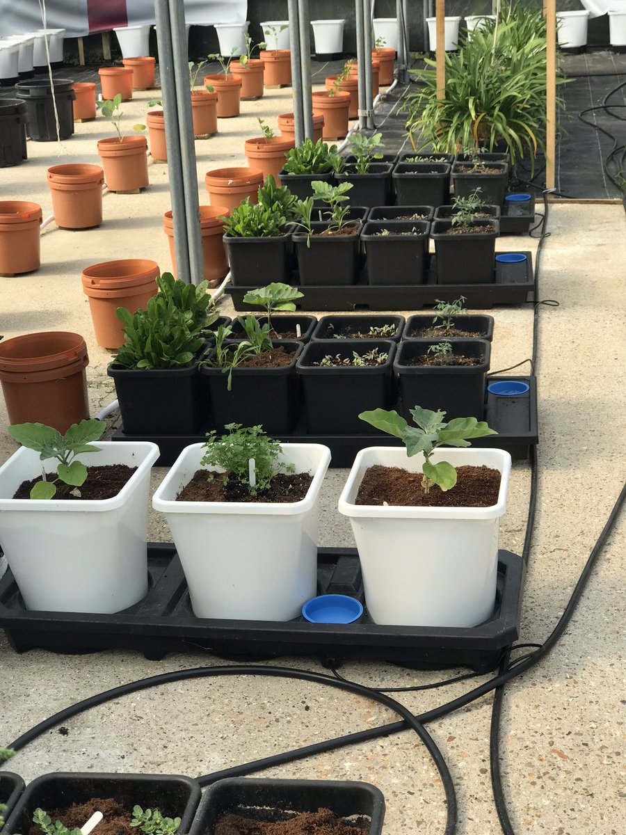 thechillilabs's tweet photo. Tomatoes, cucumbers, aubergine and veggies all potted up and away. Auto 9,sand auto 8,s are superb and so easy to use 👊👊and the dutchpro media and feed make it so easy. #autopot #dutchpro 😎😎😎 https://t.co/Q8autNmwVs
