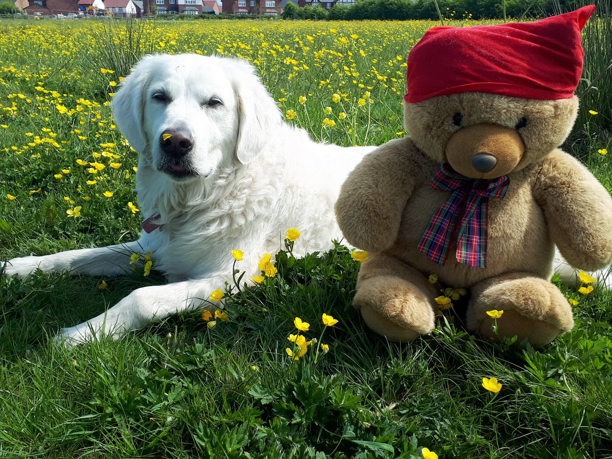 daisydomitch's tweet photo. Touring with Ted #day38 #goinggoingone.π»ππ»π https://t.co/07SfzCiiyJ